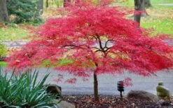 Inaba Shidare Red Japanese Maple - 2 Gallon Pot -Wilson Bros Garden Japanese Maple Inaba Shidare 2 5