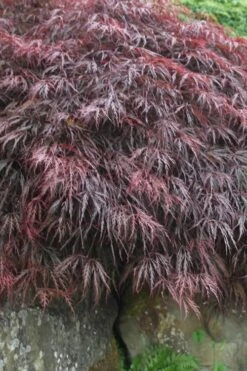 Inaba Shidare Red Japanese Maple - 3 Gallon Pot -Wilson Bros Garden Japanese Maple Inaba Shidare 5 1