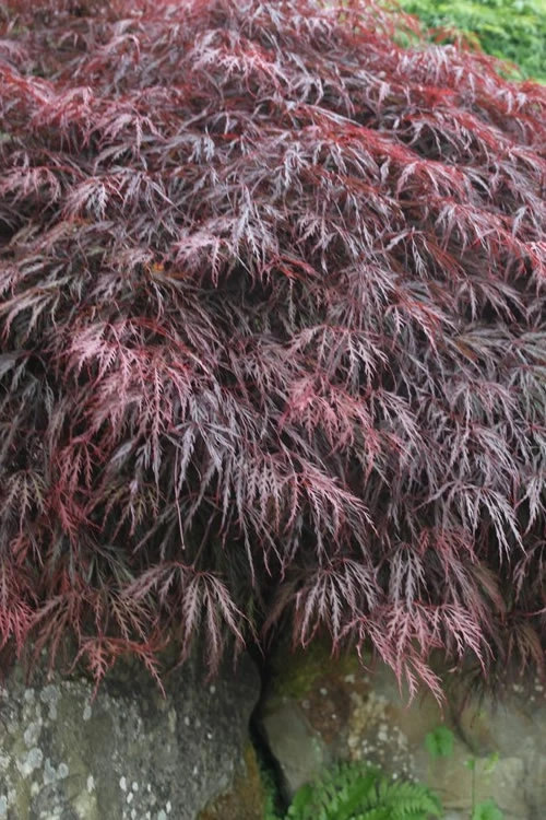Inaba Shidare Red Japanese Maple - 1 Gallon Pot 6 Inaba Shidare Red Japanese Maple - 1 Gallon Pot - Image 4