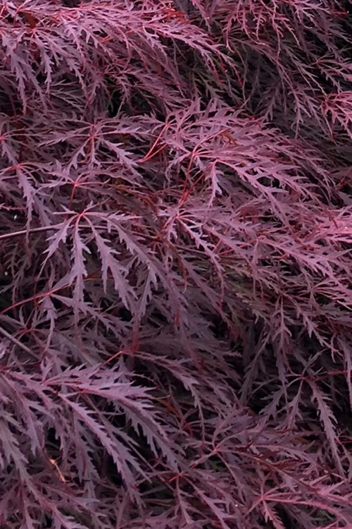 Inaba Shidare Red Japanese Maple - 1 Gallon Pot 3 Inaba Shidare Red Japanese Maple - 1 Gallon Pot