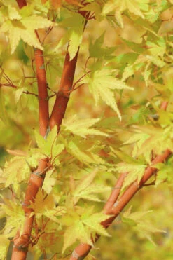 Japanese SunriseJapanese Maple - 3 Gallon Pot 11 Japanese SunriseJapanese Maple - 3 Gallon Pot -Wilson Bros Garden Japanese Maple Japanese Sunrise Bark 500x700 2
