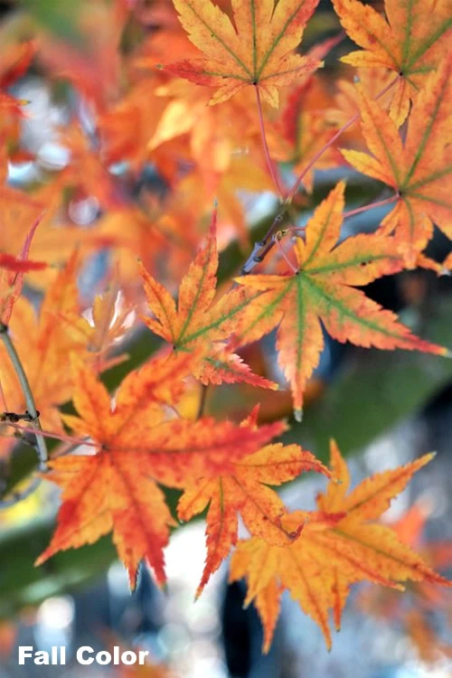 Japanese SunriseJapanese Maple - 3 Gallon Pot 3 Japanese SunriseJapanese Maple - 3 Gallon Pot