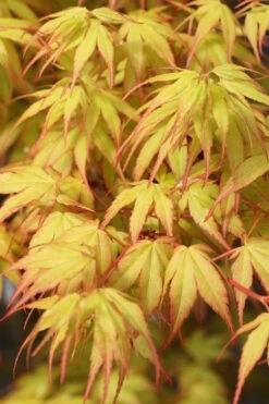 Katsura Japanese Maple - 3 Gallon Pot (4-5') (SALE) -Wilson Bros Garden Japanese Maple Katsura 1 4