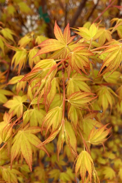 Katsura Japanese Maple - 1 Gallon Pot 8 Katsura Japanese Maple - 1 Gallon Pot - Image 6