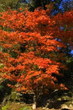 Katsura Japanese Maple - 3 Gallon Pot (4-5') -Wilson Bros Garden Japanese Maple Katsura 5 3