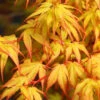 Katsura Japanese Maple - 3 Gallon Pot (3-4') -Wilson Bros Garden Japanese Maple Katsura 7 1