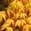 Katsura Japanese Maple - 3 Gallon Pot -Wilson Bros Garden Japanese Maple Katsura 7 2