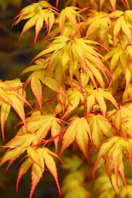 Katsura Japanese Maple - 1 Gallon Pot 3 Katsura Japanese Maple - 1 Gallon Pot