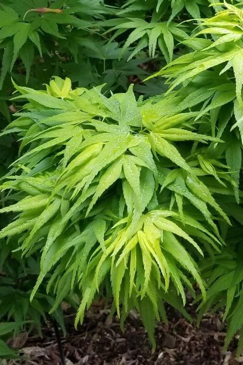 Mikawa Yatsubusa Japanese Maple - 3 Gallon Pot 3 Mikawa Yatsubusa Japanese Maple - 3 Gallon Pot