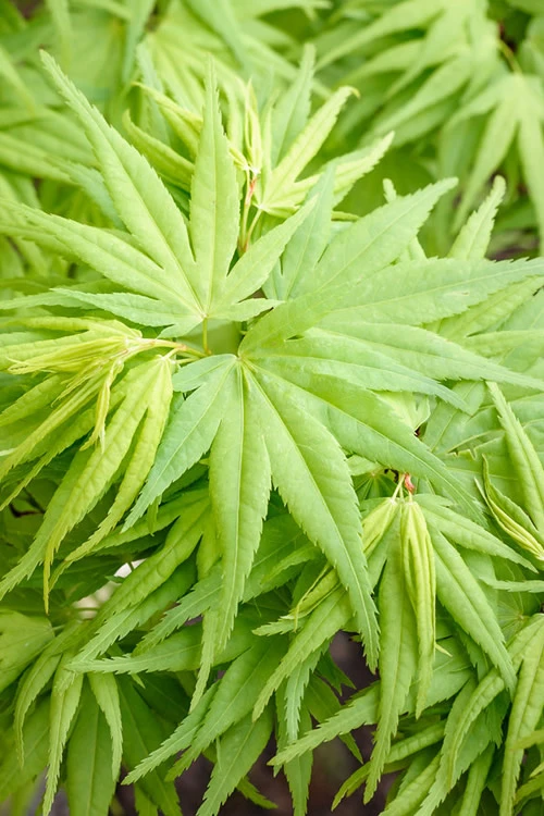 Mikawa Yatsubusa Japanese Maple - 3 Gallon Pot 7 Mikawa Yatsubusa Japanese Maple - 3 Gallon Pot - Image 5