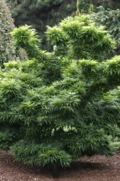 Mikawa Yatsubusa Japanese Maple - 1 Gallon Pot 13 Mikawa Yatsubusa Japanese Maple - 1 Gallon Pot -Wilson Bros Garden Japanese Maple Mikawa Yatsubusa 8 2