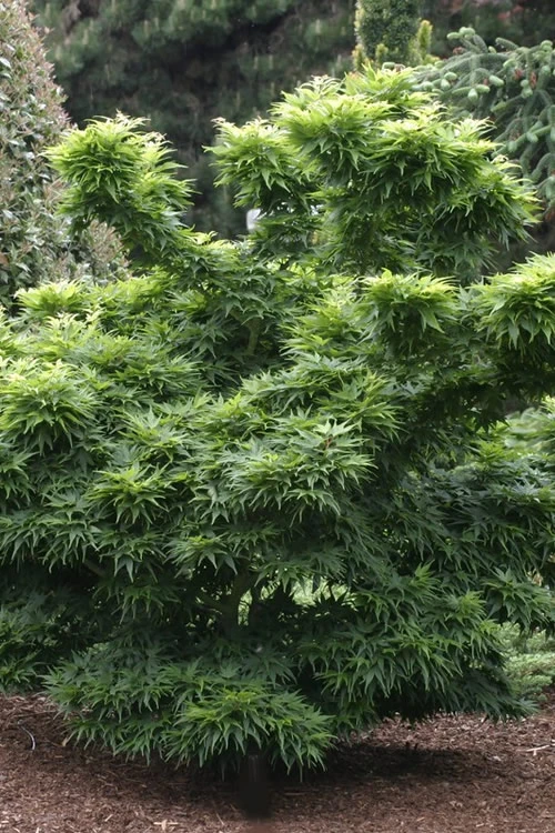 Mikawa Yatsubusa Japanese Maple - 3 Gallon Pot 8 Mikawa Yatsubusa Japanese Maple - 3 Gallon Pot - Image 6