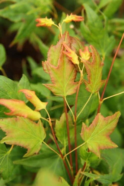 Mitsuba Yama Japanese Maple - 5 Gallon Pot -Wilson Bros Garden Japanese Maple Mitsuba Yama 1 1