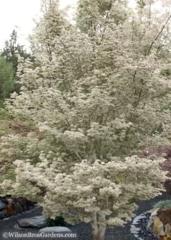 Ukigumo Floating Cloud Ghost Japanese Maple - 7 Gallon Pot 13 Ukigumo Floating Cloud Ghost Japanese Maple - 7 Gallon Pot -Wilson Bros Garden Japanese Maple Okigumo 15 3