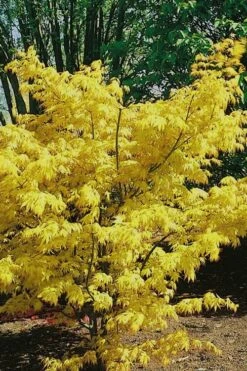 Orange Dream Japanese Maple - 1 Gallon Pot 12 Orange Dream Japanese Maple - 1 Gallon Pot -Wilson Bros Garden Japanese Maple Orange Dream 10 2