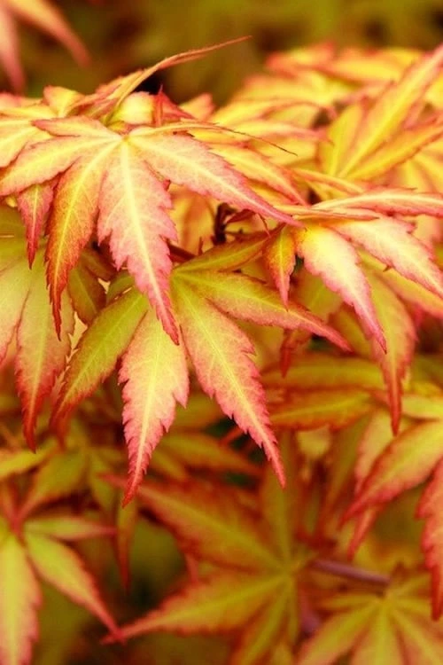Orange Dream Japanese Maple - 1 Gallon Pot 3 Orange Dream Japanese Maple - 1 Gallon Pot