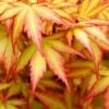 Orange Dream Japanese Maple - 3 Gallon Pot 1 Orange Dream Japanese Maple - 3 Gallon Pot -Wilson Bros Garden Japanese Maple Orange Dream 500x750 4