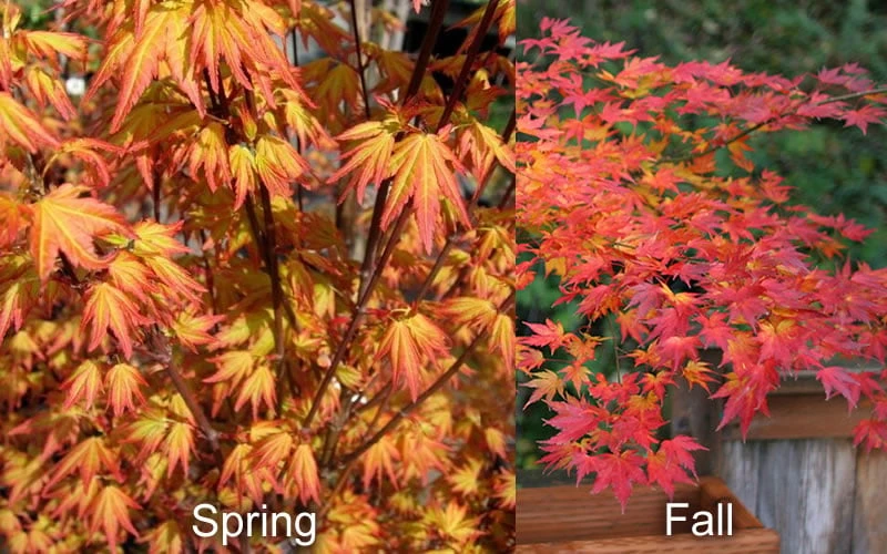 Orange Dream Japanese Maple - 1 Gallon Pot 8 Orange Dream Japanese Maple - 1 Gallon Pot - Image 6
