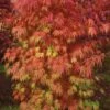 Orange Flame Japanese Maple - 1 Gallon Pot -Wilson Bros Garden Japanese Maple Orange Flame 10 1