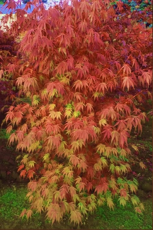 Orange Flame Japanese Maple - 1 Gallon Pot 3 Orange Flame Japanese Maple - 1 Gallon Pot