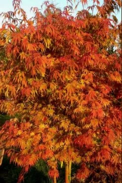 Orange Flame Japanese Maple - 1 Gallon Pot 11 Orange Flame Japanese Maple - 1 Gallon Pot -Wilson Bros Garden Japanese Maple Orange Flame 12 1