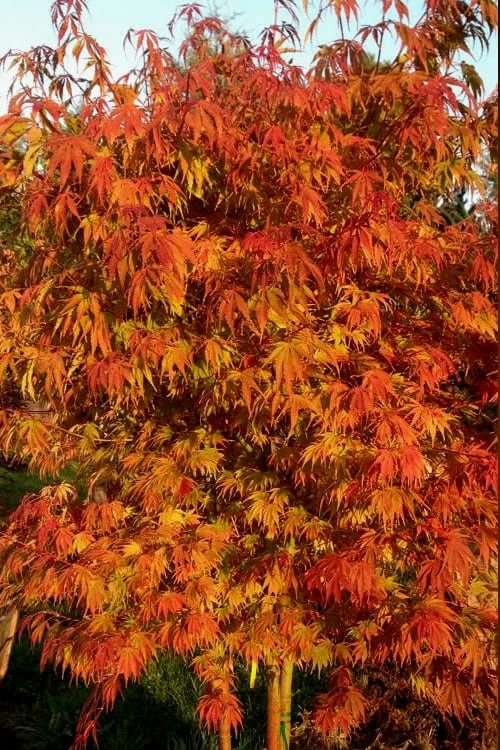 Orange Flame Japanese Maple - 1 Gallon Pot 6 Orange Flame Japanese Maple - 1 Gallon Pot - Image 4