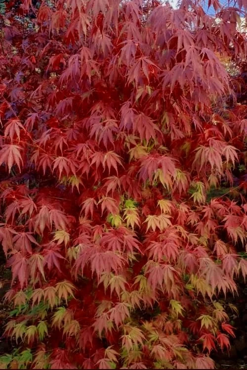 Orange Flame Japanese Maple - 1 Gallon Pot 7 Orange Flame Japanese Maple - 1 Gallon Pot - Image 5