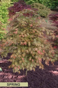 Orange Flame Japanese Maple - 3 Gallon Pot -Wilson Bros Garden Japanese Maple Orange Flame Spring Color 2
