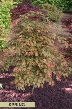 Orange Flame Japanese Maple - 2 Gallon Pot -Wilson Bros Garden Japanese Maple Orange Flame Spring Color