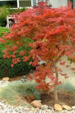 Orangeola Weeping Japanese Maple - 3 Gallon Pot (18 To 24") 11 Orangeola Weeping Japanese Maple - 3 Gallon Pot (18 To 24") -Wilson Bros Garden Japanese Maple Orangeola 1 15