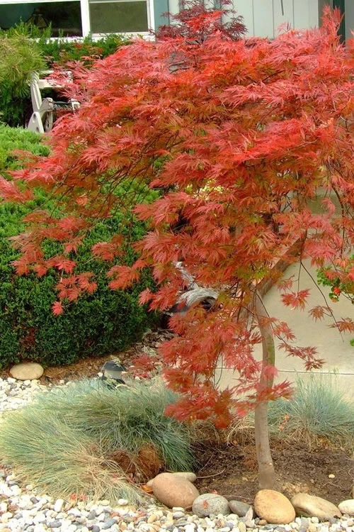 Orangeola Weeping Japanese Maple - 5 Gallon Pot (3.5-4') 7 Orangeola Weeping Japanese Maple - 5 Gallon Pot (3.5-4') - Image 5