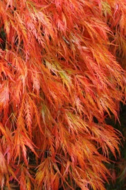 Orangeola Weeping Japanese Maple - 7 Gallon Pot