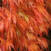 Orangeola Weeping Japanese Maple - 5 Gallon Pot (2-3') -Wilson Bros Garden Japanese Maple Orangeola 2 6