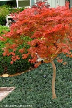 Orangeola Weeping Japanese Maple - 5 Gallon Pot (High Grafted Tree Form) 9 Orangeola Weeping Japanese Maple - 5 Gallon Pot (High Grafted Tree Form) -Wilson Bros Garden Japanese Maple Orangeola High Branch 1 2