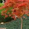 Orangeola Weeping Japanese Maple (High Graft Tree Form) - 2 Gallon Pot 2 Orangeola Weeping Japanese Maple (High Graft Tree Form) - 2 Gallon Pot -Wilson Bros Garden Japanese Maple Orangeola High Branch 1 3