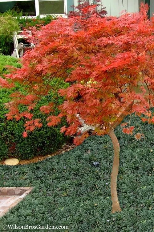 Orangeola Weeping Japanese Maple (High Graft Tree Form) - 3 Gallon Pot (2-2.5') 3 Orangeola Weeping Japanese Maple (High Graft Tree Form) - 3 Gallon Pot (2-2.5')