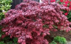 Oregon Sunset Japanese Maple (Acer Palmatum) - 2 Gallon Pot -Wilson Bros Garden Japanese Maple Oregon Sunset 4 2