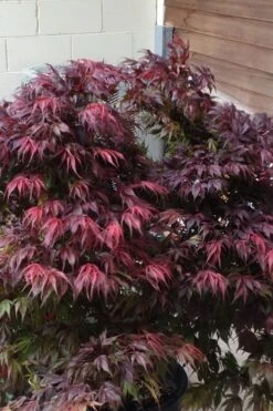 Oregon Sunset Japanese Maple (Acer Palmatum) - 2 Gallon Pot -Wilson Bros Garden Japanese Maple Oregon Sunset 5 2