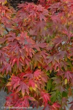 Oregon Sunset Japanese Maple - Acer Palmatum - 5 Gallon Pot -Wilson Bros Garden Japanese Maple Oregon Sunset 9