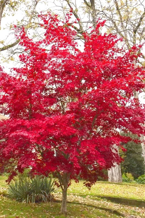 OsakazukiJapanese Maple - 3 Gallon Pot 7 OsakazukiJapanese Maple - 3 Gallon Pot - Image 5