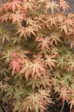 Peaches And Cream Japanese Maple - 3 Gallon Pot -Wilson Bros Garden Japanese Maple Peaches And Cream 8