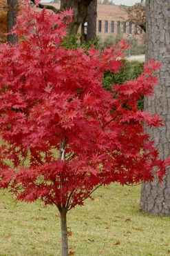 Pixie Dwarf Red Japanese Maple - 3 Gallon Pot (4-5') -Wilson Bros Garden Japanese Maple Pixie Dwarf 10 6