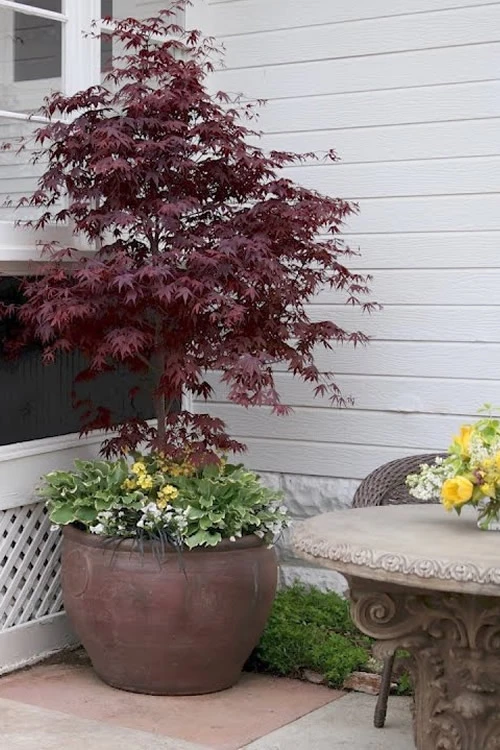 Pixie Dwarf Red Japanese Maple - 5 Gallon Pot 3 Pixie Dwarf Red Japanese Maple - 5 Gallon Pot