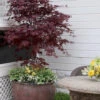 Pixie Dwarf Red Japanese Maple - 3 Gallon Pot (1.5-2') 1 Pixie Dwarf Red Japanese Maple - 3 Gallon Pot (1.5-2') -Wilson Bros Garden Japanese Maple Pixie Dwarf 5 5