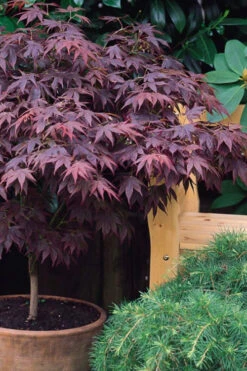 Pixie Dwarf Red Japanese Maple - 7 Gallon Pot -Wilson Bros Garden Japanese Maple Pixie Dwarf 6 3
