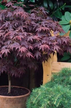 Pixie Dwarf Red Japanese Maple - 3 Gallon Pot 12 Pixie Dwarf Red Japanese Maple - 3 Gallon Pot -Wilson Bros Garden Japanese Maple Pixie Dwarf 6 9