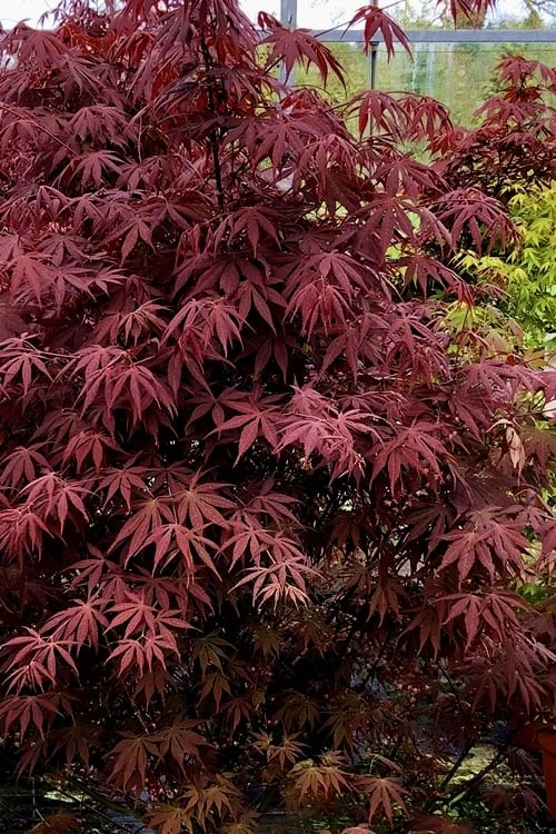 Pixie Dwarf Red Japanese Maple - 5 Gallon Pot 6 Pixie Dwarf Red Japanese Maple - 5 Gallon Pot - Image 4