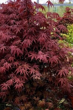 Pixie Dwarf Red Japanese Maple - 1 Gallon Pot 11 Pixie Dwarf Red Japanese Maple - 1 Gallon Pot -Wilson Bros Garden Japanese Maple Pixie Dwarf 9 8