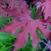 Purple Ghost Japanese Maple - 3 Gallon Pot -Wilson Bros Garden Japanese Maple Purple Ghost 1