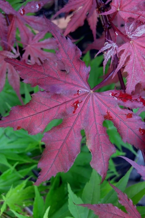 Purple Ghost Japanese Maple - 1 Gallon Pot 3 Purple Ghost Japanese Maple - 1 Gallon Pot